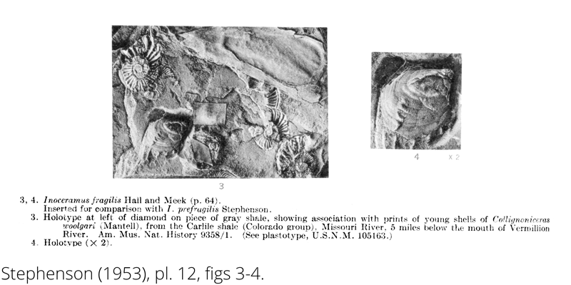 <i> Inoceramus fragilis </i> from the Cenomanian Woodbine Fm. of Texas (Stehenson 1953).