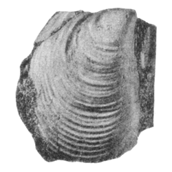 Inoceramus prefragilis