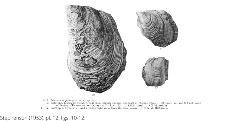 <i> Inoceramus prefragilis </i> from the Cenomanian Woodbine Fm. of Texas (Stephenson 1953).