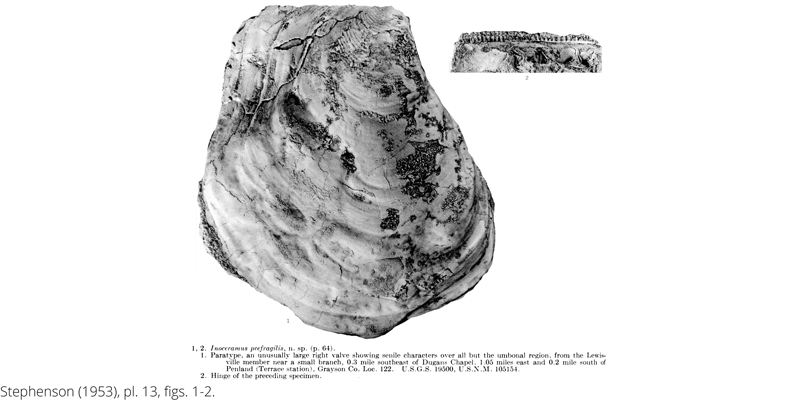 <i> Inoceramus prefragilis </i> from the Cenomanian Woodbine Fm. of Texas (Stephenson 1953).