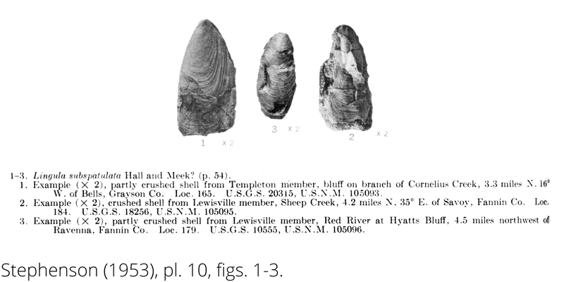 <i> Lingula subspatula </i> from the Cenomanian Woodbine Fm. of Texas (Stephenson 1953).