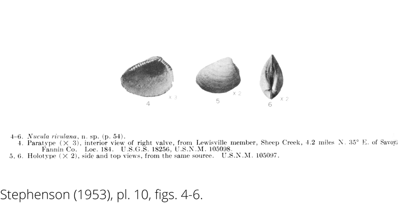 <i> Nucula rivulana </i> from the Cenomanian Woodbine Fm. of Texas (Stephenson 1953).