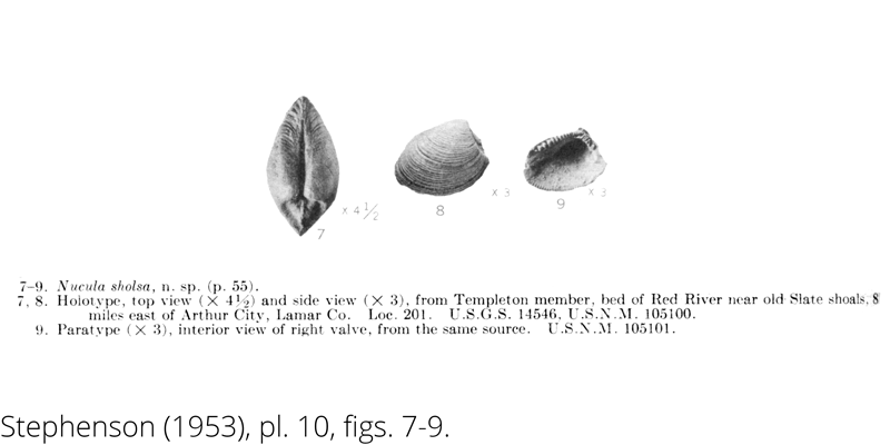 <i> Nucula sholsa </i> from the Cenomanian Woodbine Fm. of Texas (Stephenson 1953).