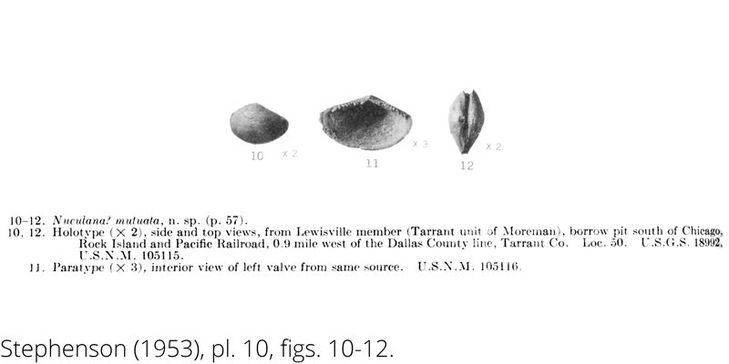 <i> Nuculana mutuata </i> from the Cenomanian Woodbine Fm. of Texas (Stephenson 1953).