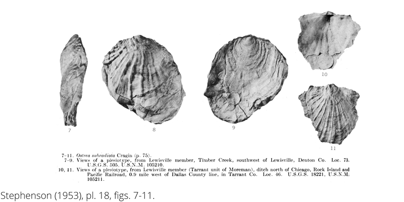 <i> Ostrea subradiata </i> from the Cenomanian Woodbine Fm. of Texas (Stephenson 1953).