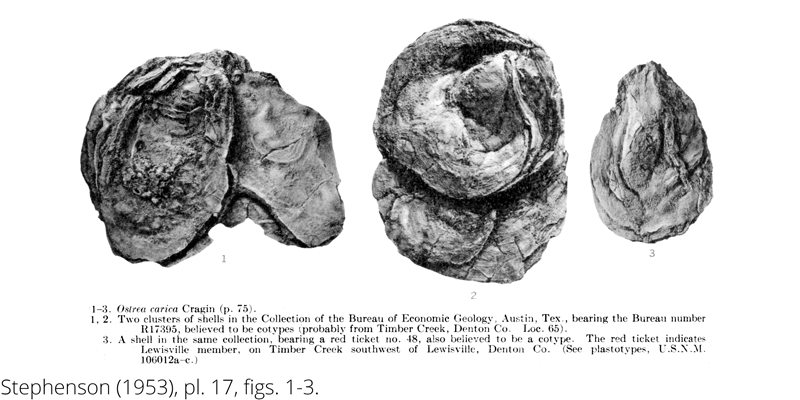 <i> Ostrea carica </i> from the Cenomanian Woodbine Fm. of Texas (Stephenson 1953).