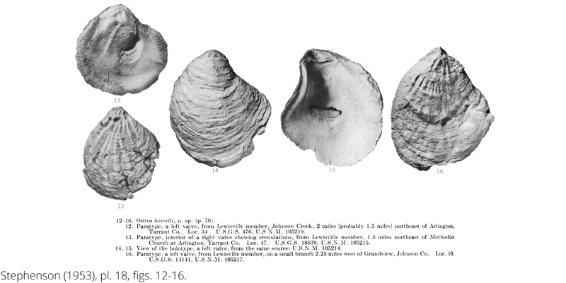 <i> Ostrea leveretti </i> from the Cenomanian Woodbine Fm. of Texas (Stephenson 1953).