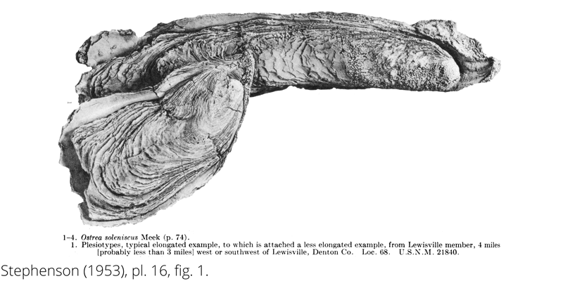 <i> Ostrea soleniscus </i> from the Cenomanian Woodbine Fm. of Texas (Stephenson 1953).