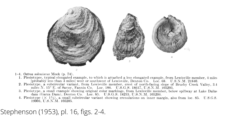 <i> Ostrea soleniscus </i> from the Cenomanian Woodbine Fm. of Texas (Stephenson 1953).