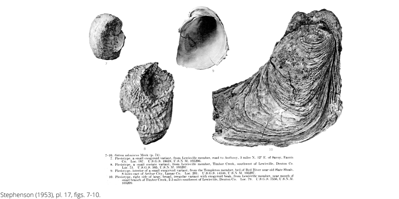 <i> Ostrea soleniscus </i> from the Cenomanian Woodbine Fm. of Texas (Stephenson 1953).