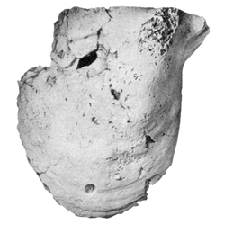 Panis cuneiformis