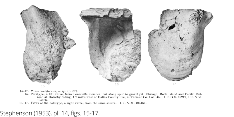 <i> Panis cuneiformis </i> from the Cenomanian Woodbine Fm. of Texas (Stephenson 1953).