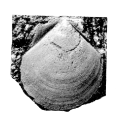 Pecten cavanus