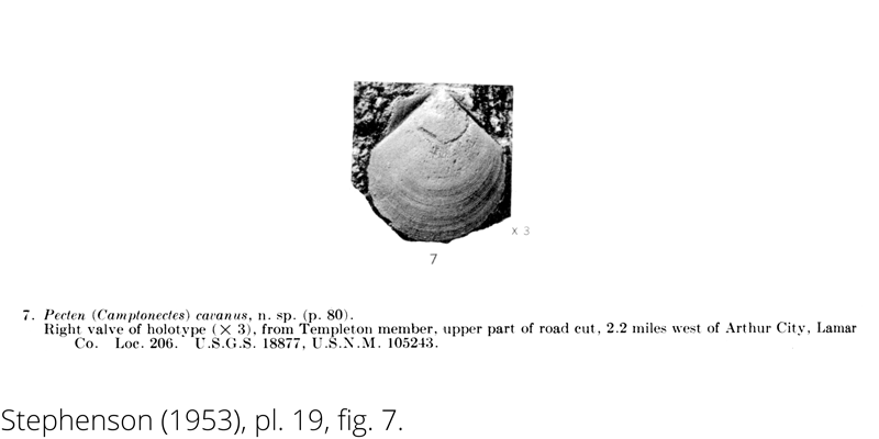 <i> Pecten cavanus </i> from the Cenomanian Woodbine Fm. of Texas (Stephenson 1953).