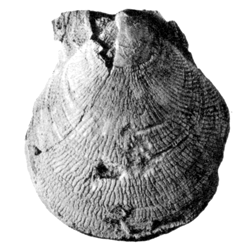 Pecten ellsworthensis