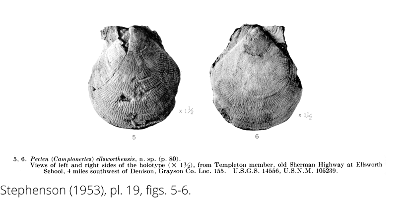 <i> Pecten ellsworthensis </i> from the Cenomanian Woodbine Fm. of Texas (Stephenson 1953).