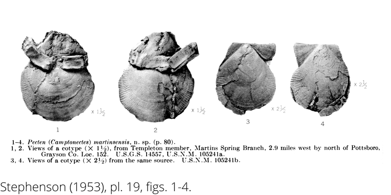 <i> Pecten martinsensis </i> from the Cenomanian Woodbine Fm. of Texas (Stephenson 1953).