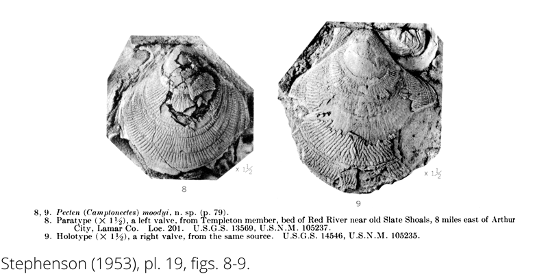 <i> Pecten moodyi </i> from the Cenomanian Woodbine Fm. of Texas (Stephenson 1953).