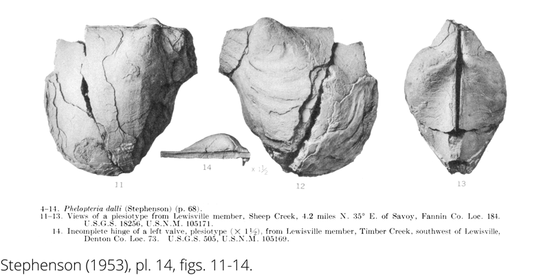 <i> Phelopteria dalli </i> from the Cenomanian Woodbine Fm. of Texas (Stephenson 1953).