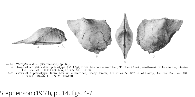 <i> Phelopteria dalli </i> from the Cenomanian Woodbine Fm. of Texas (Stephenson 1953).