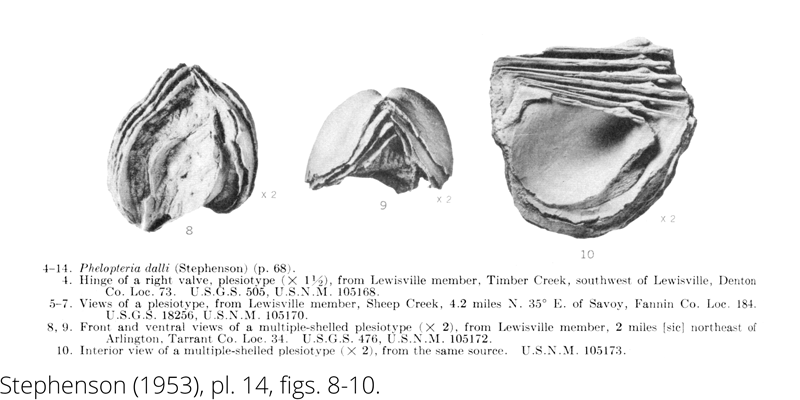 <i> Phelopteria dalli </i> from the Cenomanian Woodbine Fm. of Texas (Stephenson 1953).