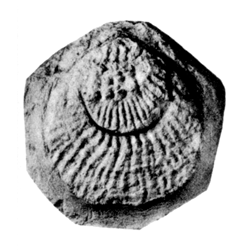 Plicatula