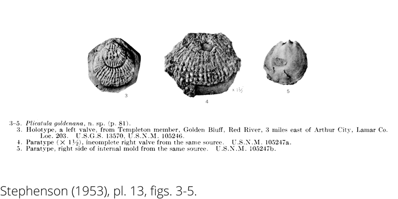 <i> Plicatula goldenana </i> from the Cenomanian Woodbine Fm. of Texas (Stephenson 1953).