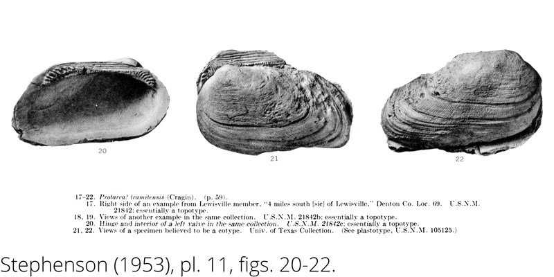 <i> Protarca tramitensis </i> from the Cenomanian Woodbine Fm. of Texas (Stephenson 1953).