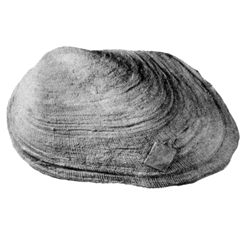 Glycymerididae