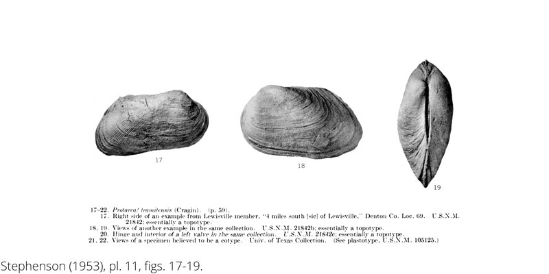 <i> Protarca tramitensis </i> from the Cenomanian Woodbine Fm. of Texas (Stephenson 1953).