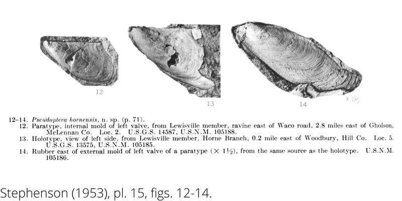 <i> Pseudoptera hornensis </i> from the Cenomanian Woodbine Fm. of Texas (Stephenson 1953).