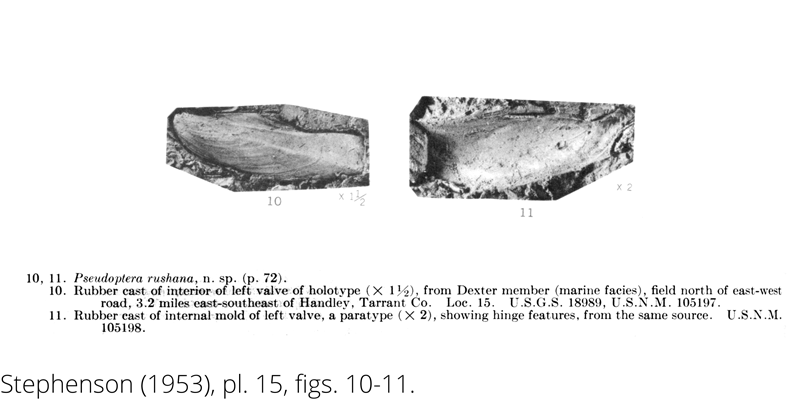 <i> Pseudoptera rushana </i> from the Cenomanian Woodbine Fm. of Texas (Stephenson 1953).