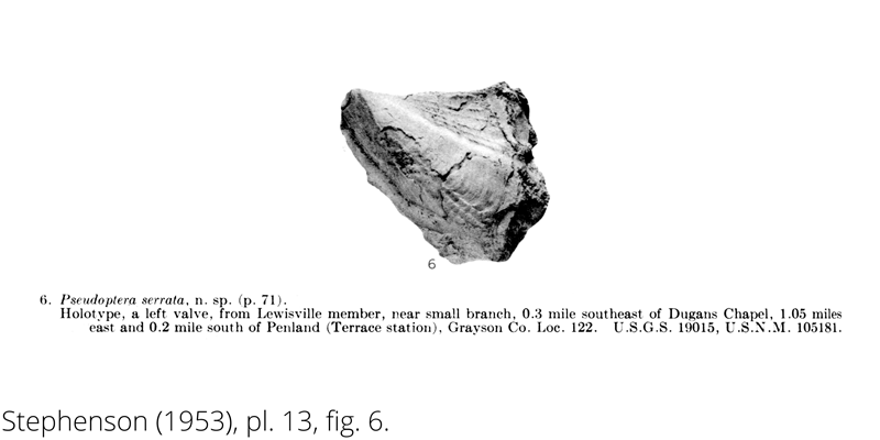 <i> Pseudoptera serrata </i> from the Cenomanian Woodbine Fm. of Texas (Stephenson 1953).