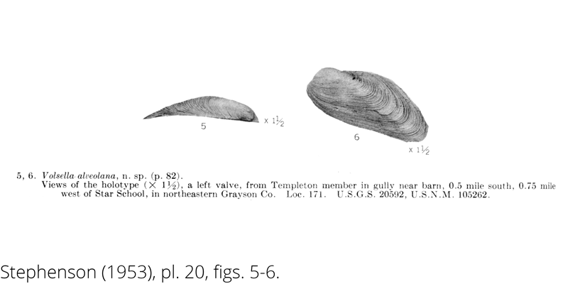 <i> Volsella alveolana </i> from the Cenomanian Woodbine Fm. of Texas (Stephenson 1953).