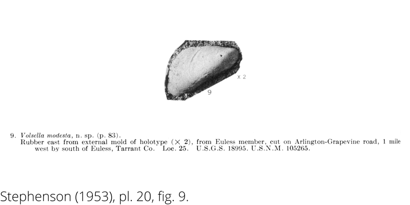 <i> Volsella modesta </i> from the Cenomanian Woodbine Fm. of Texas (Stephenson 1953).