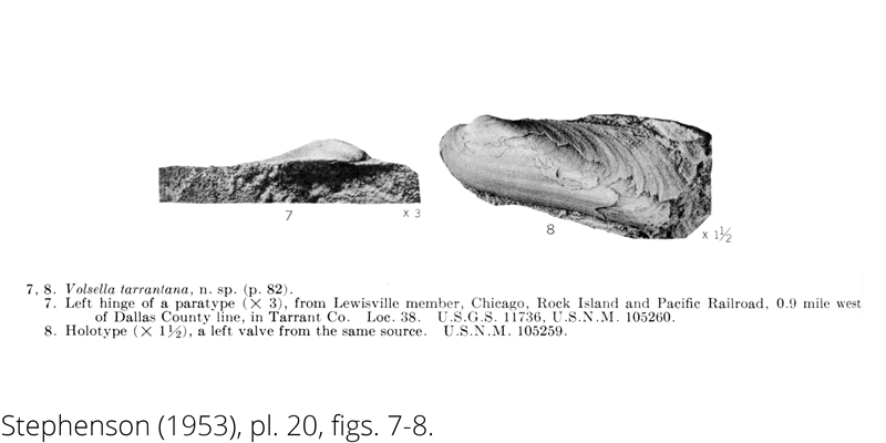 <i> Volsella tarrantana </i> from the Cenomanian Woodbine Fm. of Texas (Stephenson 1953).