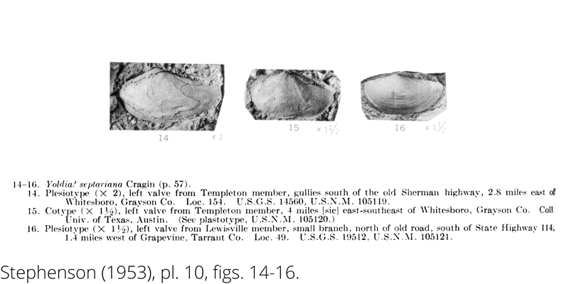 <i> Yoldia septariana </i> from the Cenomanian Woodbine Fm. of Texas. (Stephenson 1953).