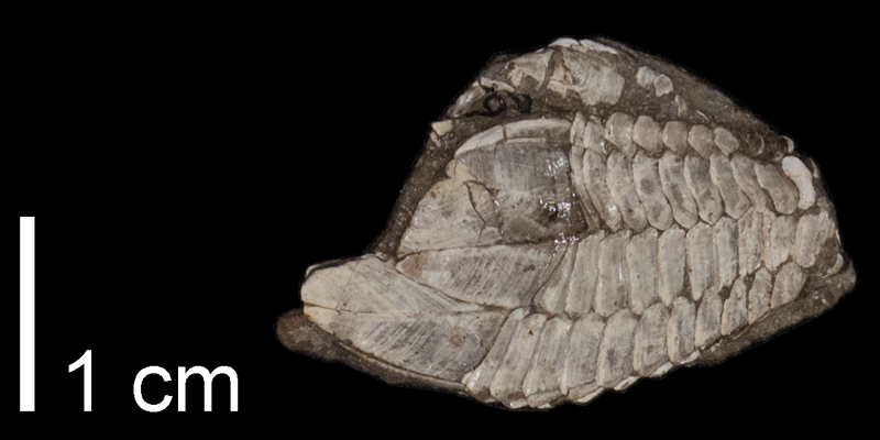 <i> Stramentum elegans </i> from the Late Cretaceous Carlile Shale Fm. of Osborne County, Kansas (FHSMIP 788).