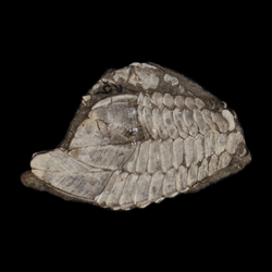 Pedunculata