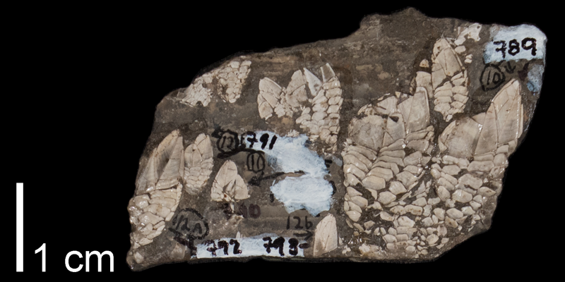 <i> Stramentum elegans </i> from the Late Cretaceous Carlile Shale Fm. of Osborne County, Kansas (FHSMIP 789).