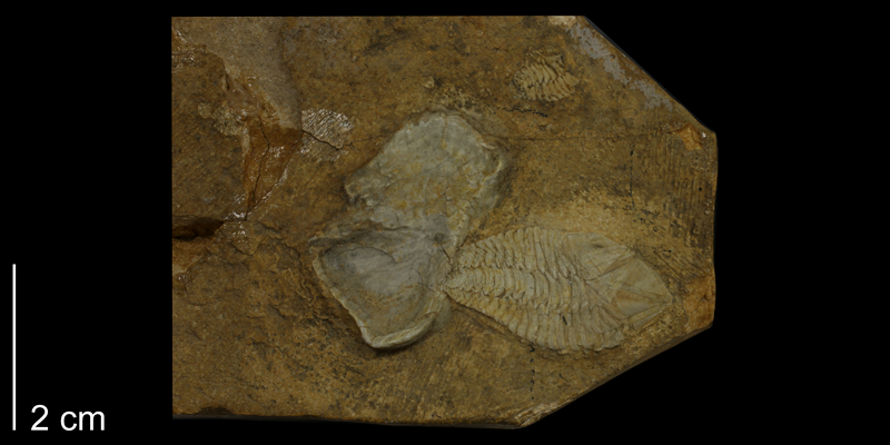 <i> Stramentum haworthi </i> from the Coniacian to Campanian Niobrara Fm. of Gove County, Kansas (KUMIP 282089).