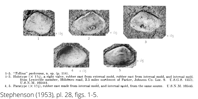 <i> Tellina parkerana </i> from the Cenomanian Woodbine Fm. of Texas (Stephenson 1953).