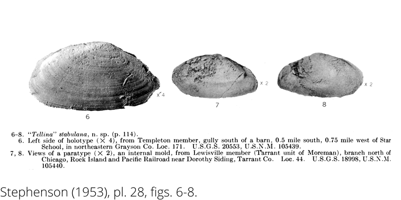 <i> Tellina stabulana </i> from the Cenomanian Woodbine Fm. of Texas (Stephenson 1953).