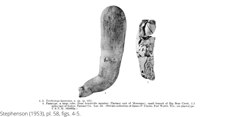 <i> Terebrimya lamarana </i> from the Cenomanian Woodbine Fm. of Texas (Stephenson 1953).