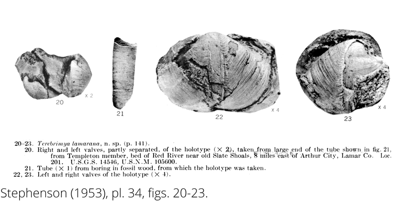 <i> Terebrimya lamarana </i> from the Cenomanian Woodbine Fm. of Texas (Stephenson 1953).