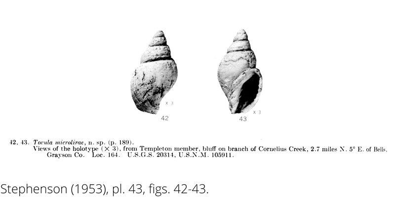 <i> Tovula microlirae </i> from the Cenomanian Woodbine Fm. of Texas (Stephenson 1953).