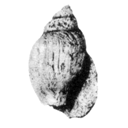 Tovula teres