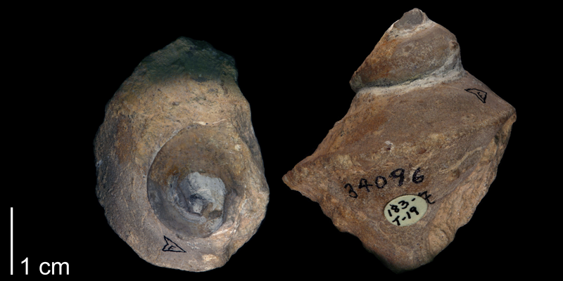 <i> Trichotropis shumardi </i> from the Late Cretaceous Goodland Limestone Fm. of Parker County, Texas (BEG 34096).