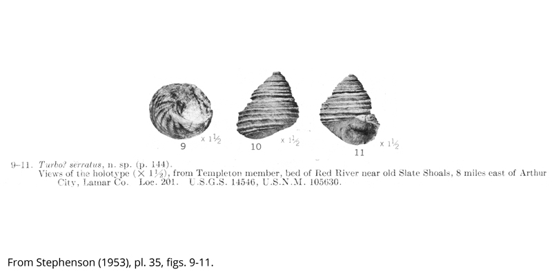 <i> Turbo serratus </i> from the Cenomanian Woodbine Fm. of Texas (Stephenson 1953).