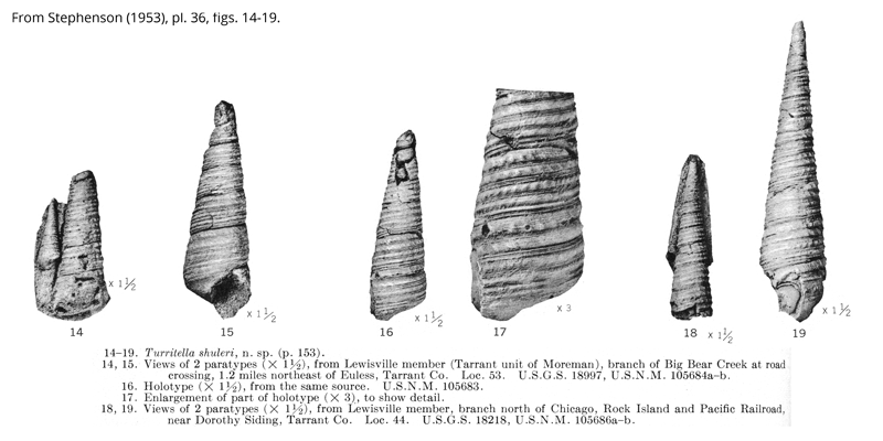 <i> Turritella shuleri </i> from the Cenomanian Woodbine Fm. of Texas (Stephenson 1953).